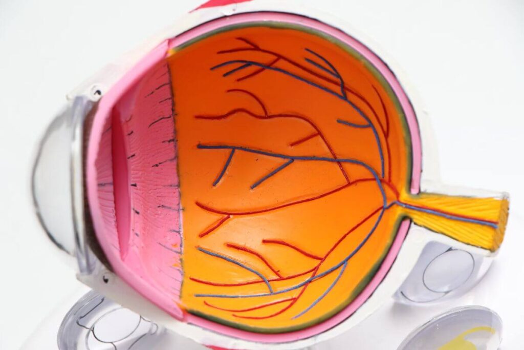 dezlipirea de retina, glob ocular uman, vase de sange